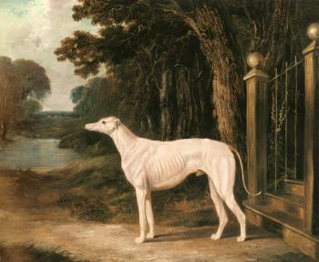 約翰 弗雷德裡尅 赫爾林 Vandeau, A White Greyhound 約翰 弗雷德裡尅 赫爾林 Vandeau, A White Greyhound